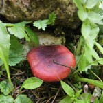 Russula species