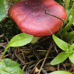 Russula species