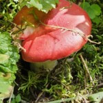 Russula species