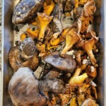 Chanterelles and boletes